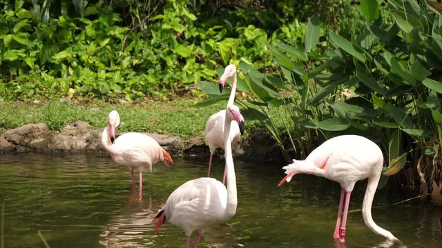 A flock of beautiful flamingo birds walk on the river side