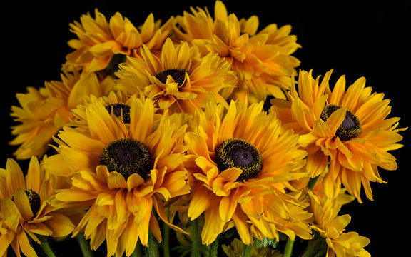 Cluster of organge daiseys