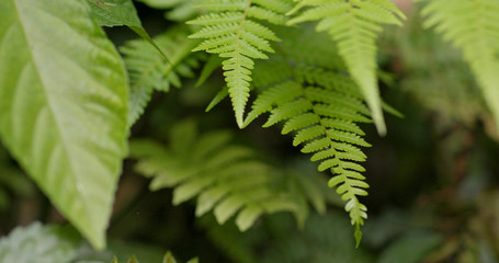Green fern plant