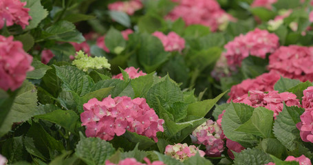 Pink hydrangea flower field