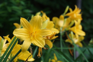 Obraz premium flower