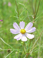 Obraz premium ピンクのコスモス一輪