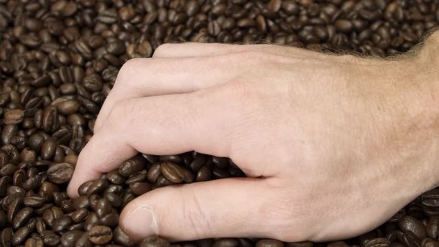 Hand pr&uuml;ft Kaffeebohnen 4K