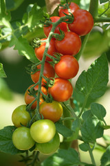 branch of cherry tomatoes on plant
