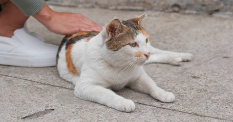 Woman hand touching on street cat