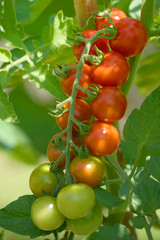 branch of cherry tomatoes on plant

