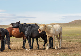 Wild Horses in Summer in Utah
