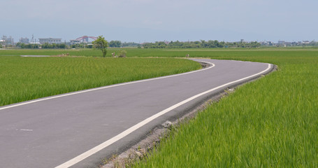 Obraz premium Road between paddy rice field