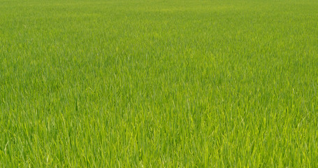 Fototapeta na wymiar Paddy rice field