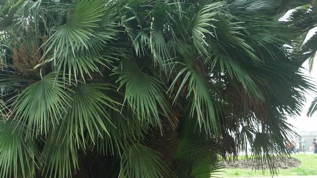 The leaves of the big palm tree swing in the wind
