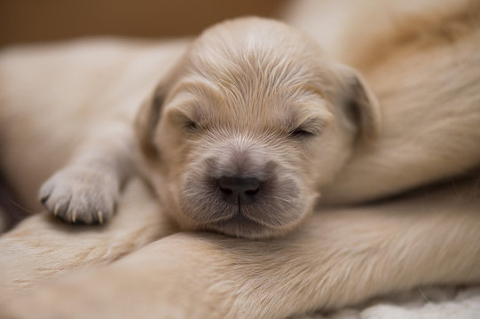 Newborn Puppy Sleeping, Close Up.