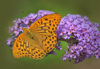 Kaisermantel (Argynnis paphia)