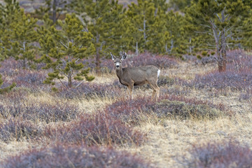 Obraz na płótnie Canvas Mule Deer in a Meadow in the Mountains