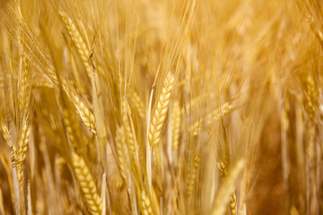 Field of Golden wheat under sky. beautiful