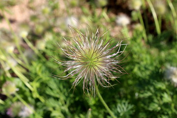 Pulsatilla vulgaris or Pasque flower or Pasqueflower or European pasqueflower or Dane's blood violet flower seed head in garden on warm sunny spring day