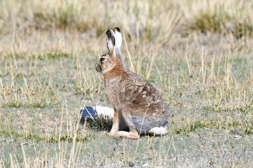 Fauna of Tibet. Tibetan curly hare  (Lepus oiostolus) on the shore of lake Manasarovar © irinabal18