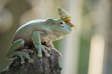 Frog and snail