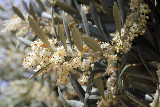 Blooming twig of Olive tree