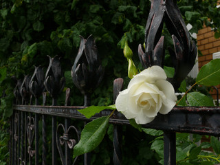 weiße Rose, die bei Regenwetter über einen hohen schwarzen schmiedeeisernen Gartenzaun guckt