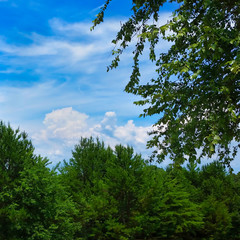 Blue Sky with Clouds and Green Trees