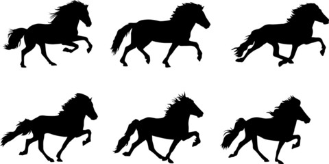 Islandpferde - Gangarten