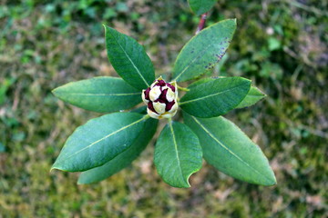 Rhododendron dark purple fully closed flowers on a single branch with thick green leaves on dark green grass background at sunset