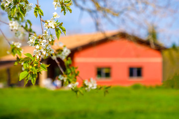 Fototapeta na wymiar flower branch country house blur background springtime countryside