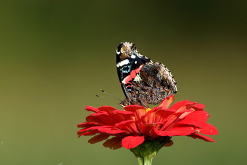 A Red Admiral Butterfly feeds on a red Zinnia blossom in my flower garden.