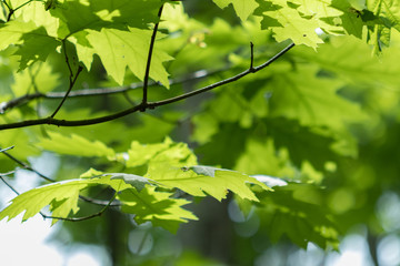 Backlit Maple leaves on branch
