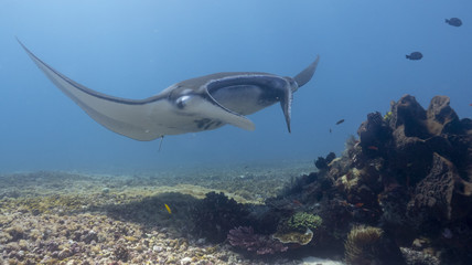 Manta Ray Indonesia
