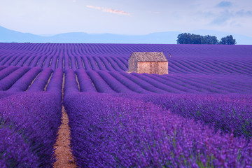 Plakat Lavender flower blooming fields in endless rows