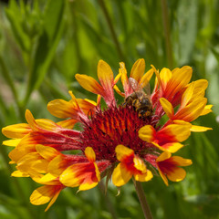 Bourdon butinant une gaillarde