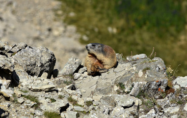 Alpenmurmeltier; marmota marmota; Dolomiten; Naturpark Puez-Geisler
