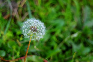 Close up of a white Dandelion flower head with so many tiny florets on blurred green field 