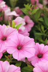 Pretty pink petunias bloom in bed of outdoor garden flowers