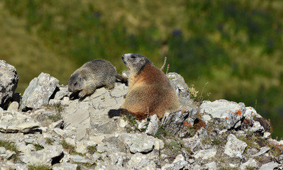 Alpenmurmeltier; marmota marmota; Dolomiten; Naturpark Puez-Geisler