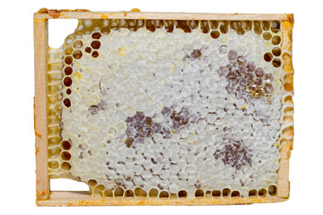 Frame honeycomb full of honey