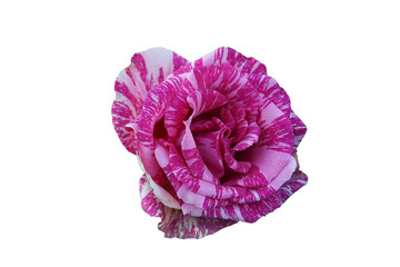 Flower of a two-color rose of red and white color with strips on petals on a white background.
