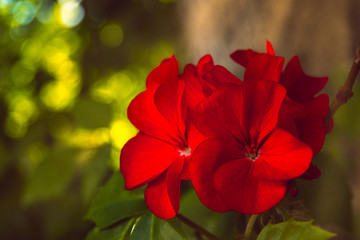 Red flowers of a decorative geranium against the background of green leaves.