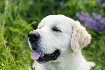 Profile portrait of cute golden retriever dog with tonque hanging out in the green grass and flowers