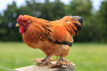 Early Morning Chicken