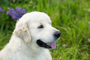 Profile portrait of lovely golden retriever dog in the green grass and violet flowers