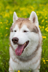 Close-up portrait of cute beige and white dog breed siberian husky is in the bright buttercup field on sunny summer day