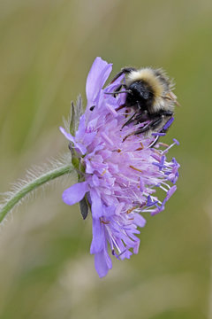     Dunkle Erdhummel (Bombus terrestris) trinkt Nektar an der Blüte einer Tauben-Skabiose - buff-tailed bumblebee 