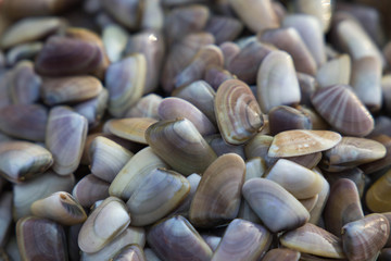 Telline fresche crude