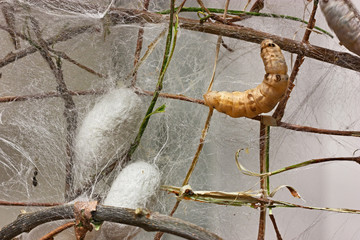 cocoons and silkworm for silk making © ermess
