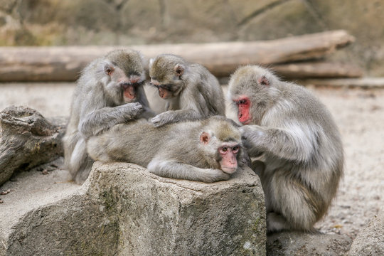 Close-up of Three monkeys sitting outdoors grooming another monkey,  Indonesia