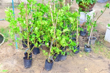 Group of Young Lime Trees