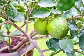 Giant Green Lemon or Citrus on a Tree