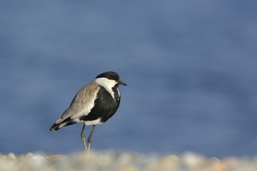 Spur-winged Lapwing or Spur-winged Plover -Vanellus spinosus, Crete 